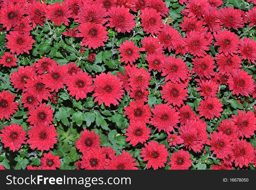 Floral background of red Chrysanthemum. Floral background of red Chrysanthemum