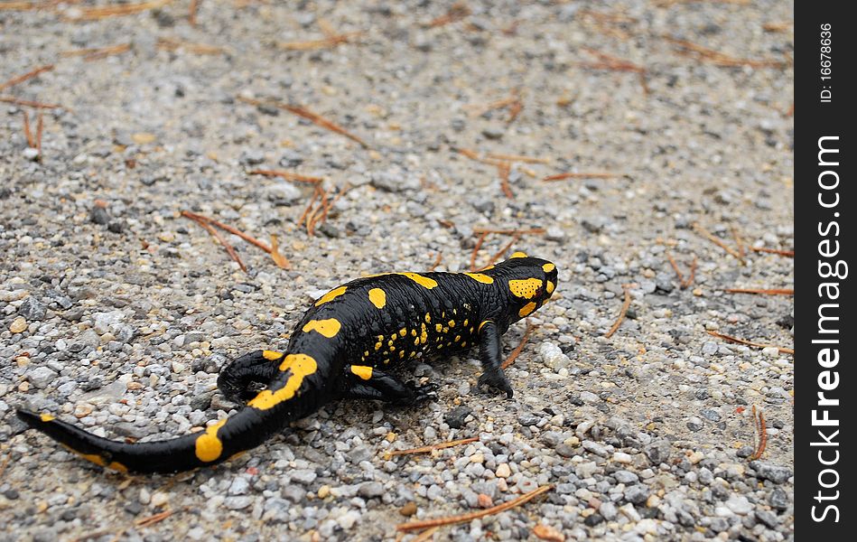 Photo of a salamander at a cloudy day.