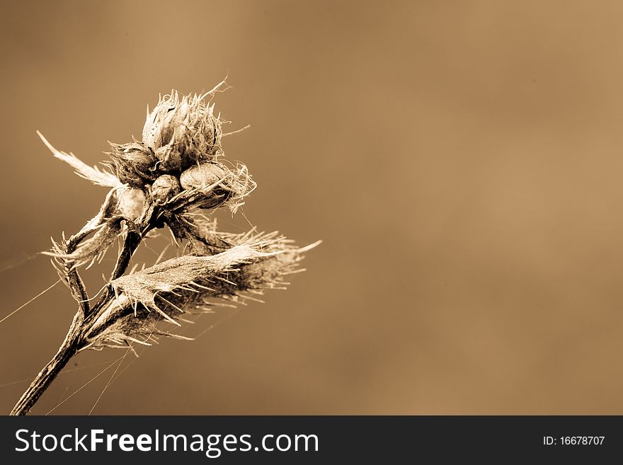 Fallen plant. It can represent a lot of concepts like: death, defeat, end, lifeless. Fallen plant. It can represent a lot of concepts like: death, defeat, end, lifeless