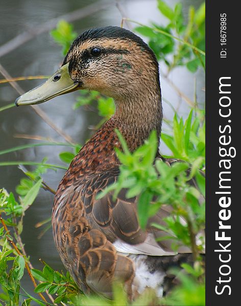 Juvenile Mallard Duck close up hiding in foliage