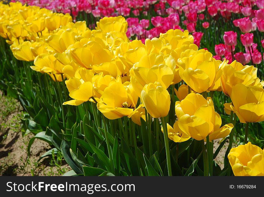 Field of Yellow and Pink Tulips