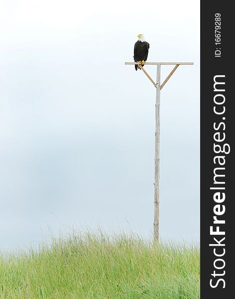 A Bald Eagle perched on a post near the ocean