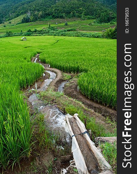 Rice Terraces,Mea Chame, Thailand