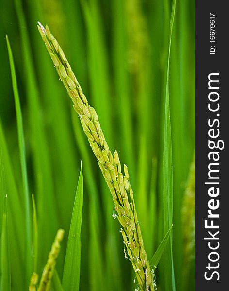 Rice field crop, north of Thailand