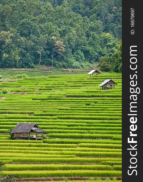 Rice Terraces,Mea chame,  Chamgmai,Thailand. Rice Terraces,Mea chame,  Chamgmai,Thailand