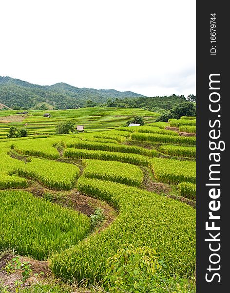 Rice Terraces,Mea chame,  Chamgmai,Thailand. Rice Terraces,Mea chame,  Chamgmai,Thailand