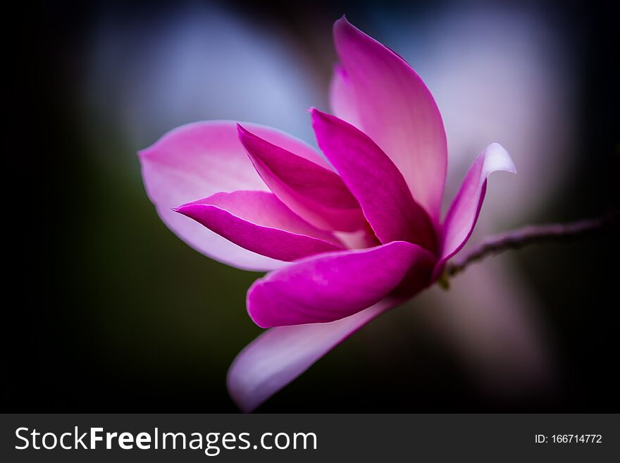 Purple magnolia flower   in spring time. Purple magnolia flower   in spring time