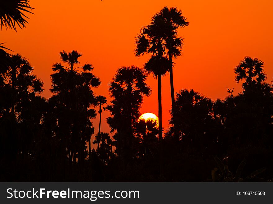 Sugar palm tree in sunset background. Sugar palm tree in sunset background