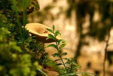 Mushroom Among A Moss Stock Photos
