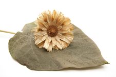 Dry Flower Royalty Free Stock Photos Dry Flower Royalty Free Stock Photos
