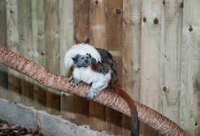 Monkey Royalty Free Stock Images