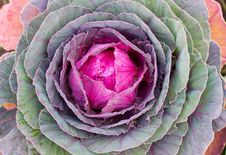 Decorative Cabbage Background Stock Images