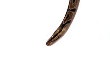 Ball Python Snake Head Royalty Free Stock Image