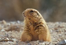 Black-tailed Prairie Dog Stock Photography