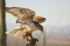 Ferruginous Hawk Taking Off Royalty Free Stock Images Ferruginous Hawk Taking Off Royalty Free Stock Images