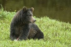 Grizzly Bear At Rest Royalty Free Stock Photography Grizzly Bear At Rest Royalty Free Stock Photography