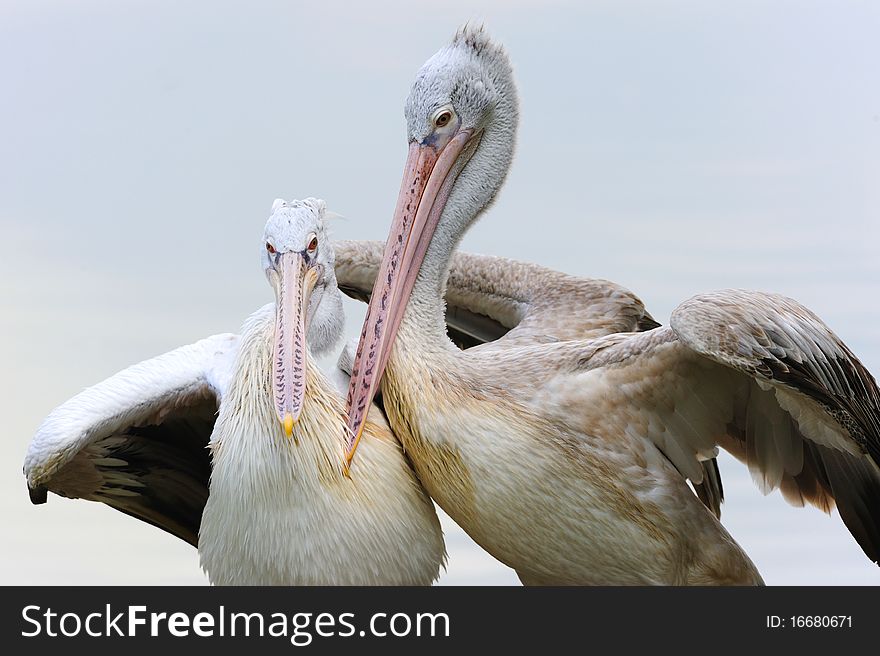Two Pelicans in a lake. Two Pelicans in a lake