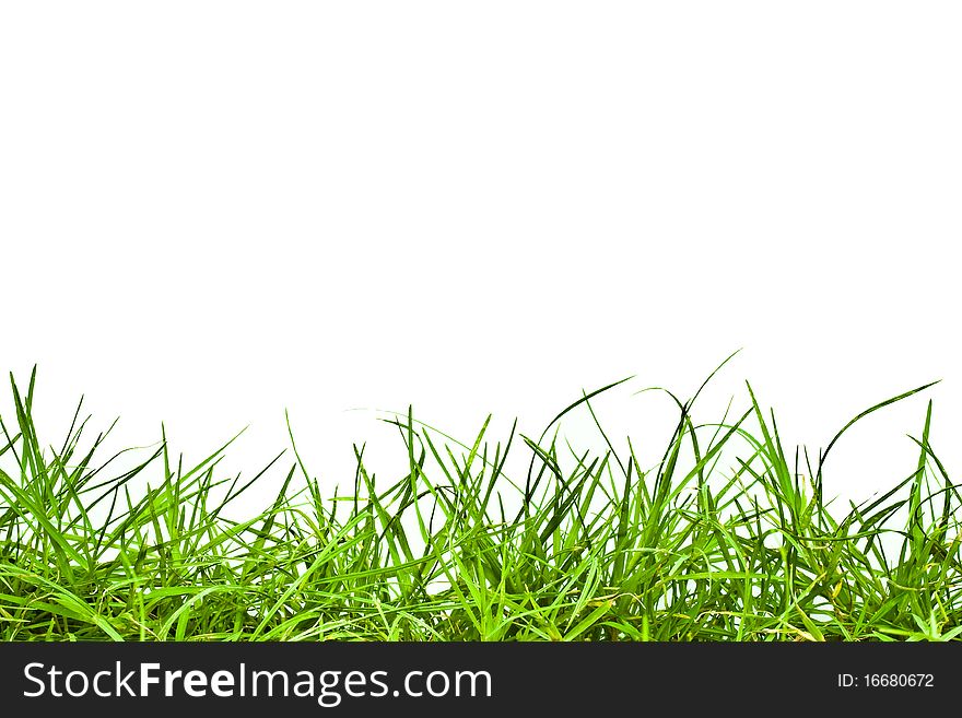 Green grass isolated on white