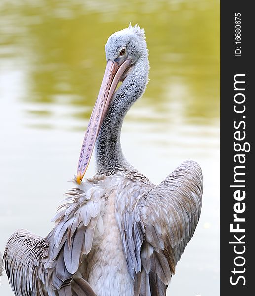 A Pelican in a lake