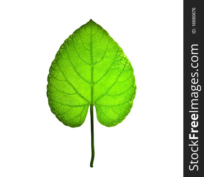 Green leaf isolated on white