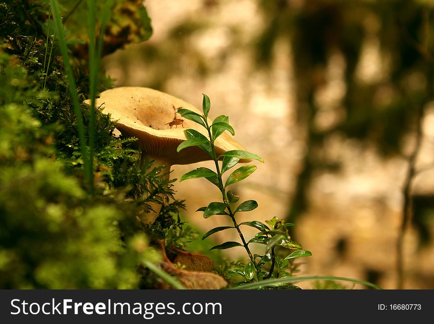 Mushroom among a moss with a midge on a hat