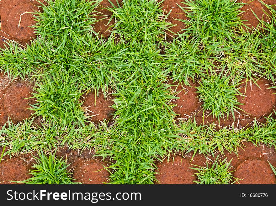 The green grass grow in the join of decored bricks. The green grass grow in the join of decored bricks.