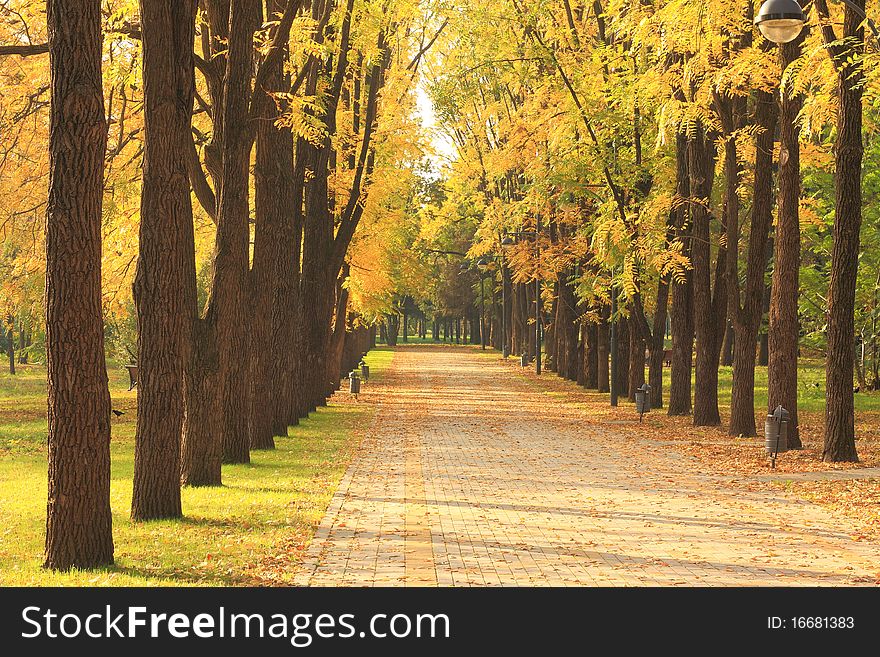 Alley and the trees in a city park in autumn. Alley and the trees in a city park in autumn