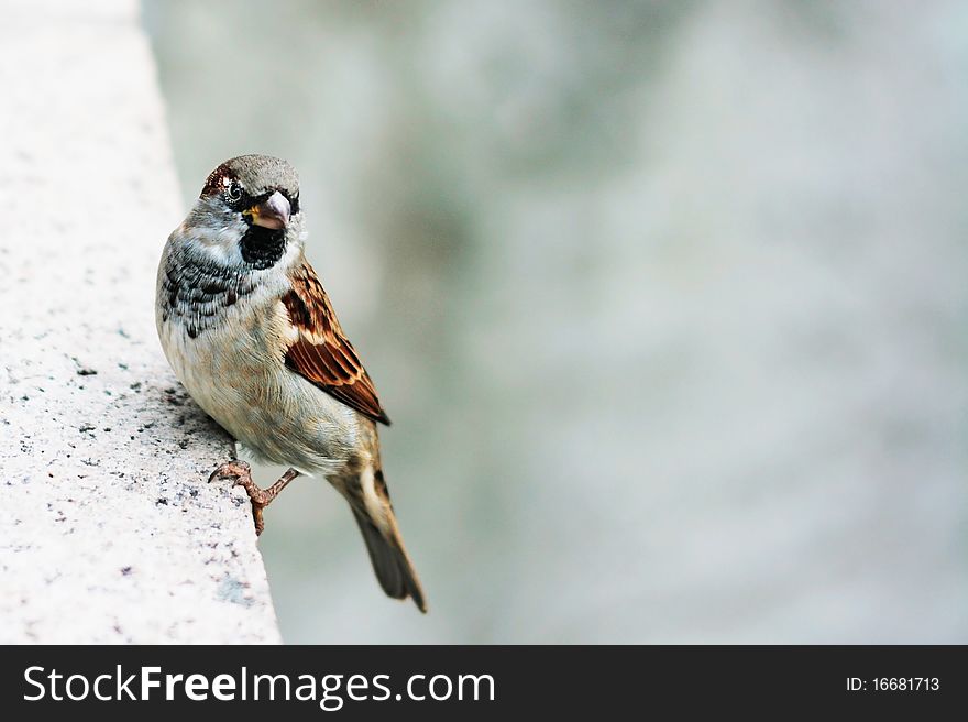 Little bird sitting on edge. Little bird sitting on edge