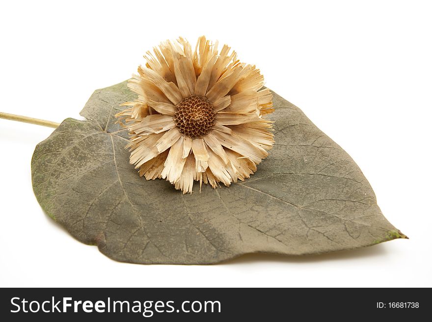 Dry flower on blue bell tree leaf