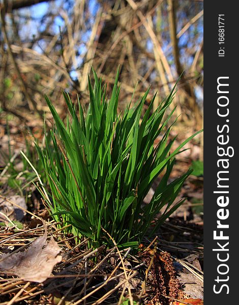 Detailed tuft of grass in the spring, grown through the dead leafs. Detailed tuft of grass in the spring, grown through the dead leafs.