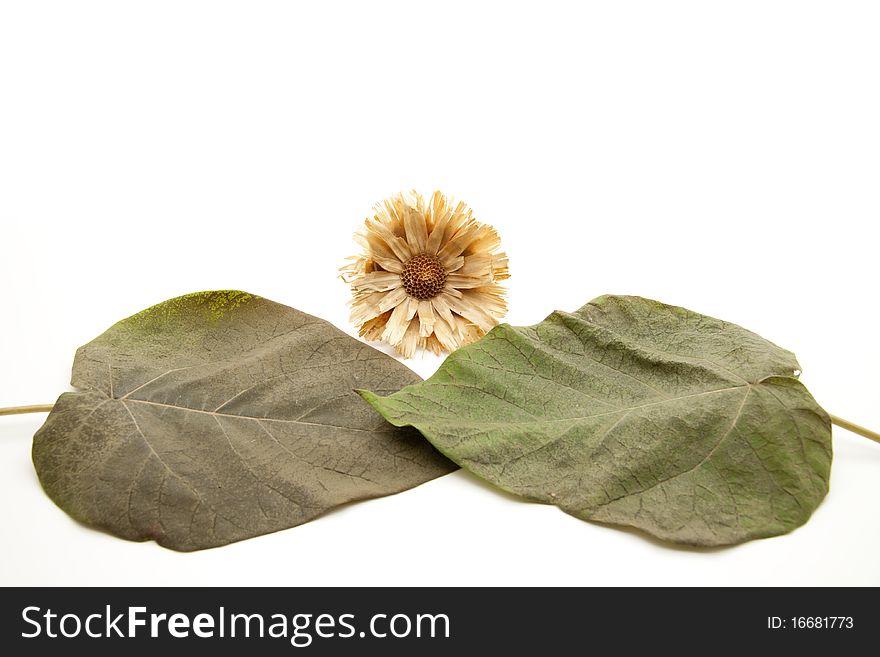Leaves of the blue bell tree with flower. Leaves of the blue bell tree with flower