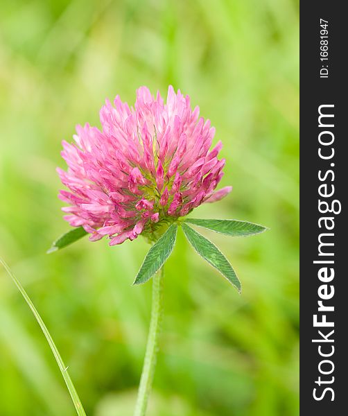 Close-up pink clover against a green background