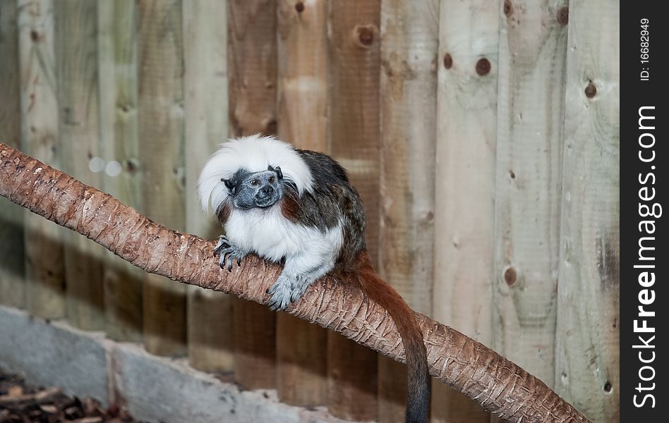 Cotton Top Tamarin on a branch. Cotton Top Tamarin on a branch