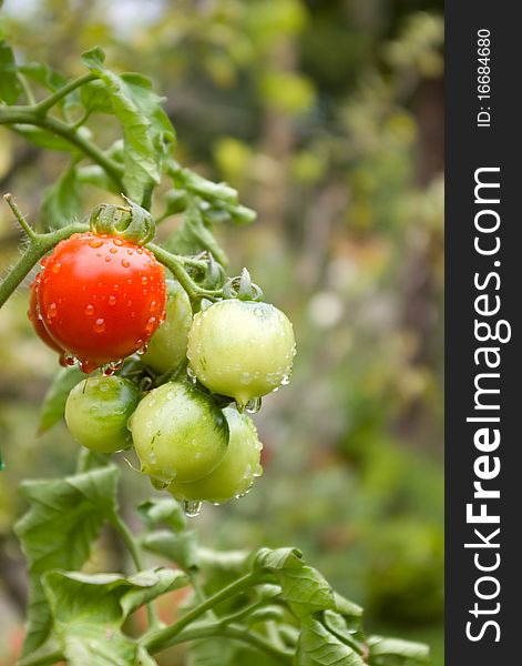 Tomatoes covered with drops