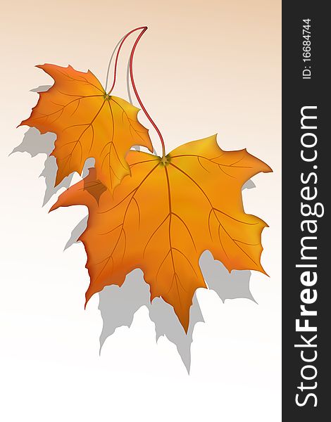 Illustration of  maple leaf