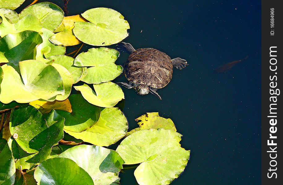 Tortoise Swimming In A Pond