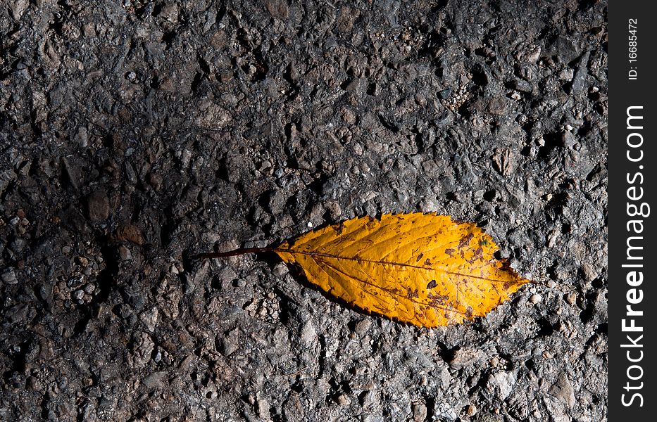 Autumn leaf on the road.