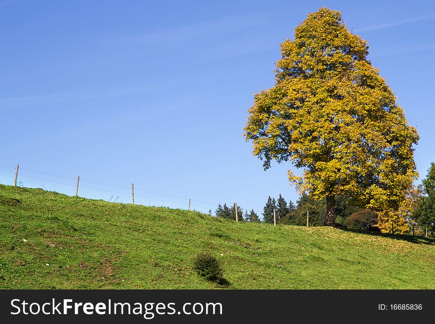 Single tree on a meadow in autumn, colorful leaves. Single tree on a meadow in autumn, colorful leaves