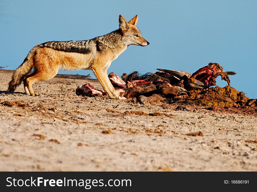 Black-backed Jackal (Canis mesomelas) scavenging from a Blue Wildebeest (Connochaetes taurinus) kill.