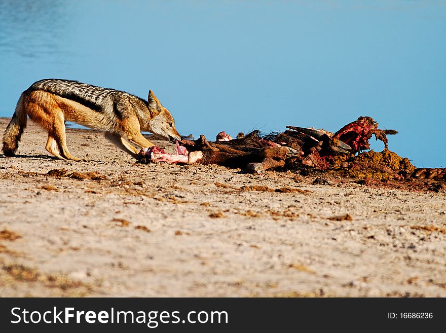 Black-backed Jackal (Canis mesomelas) scavenging from a Blue Wildebeest (Connochaetes taurinus) kill.