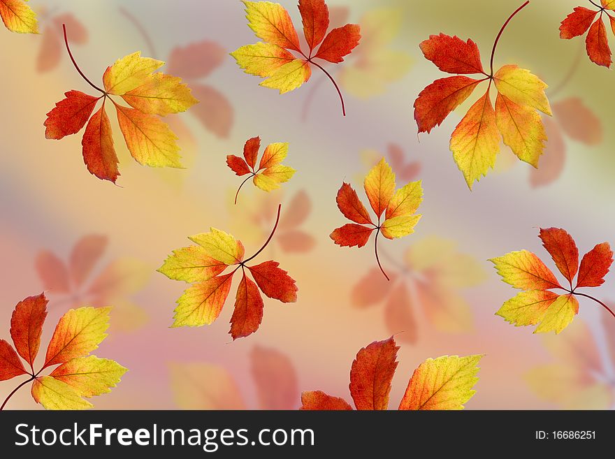 Autumn maple leaves on the background