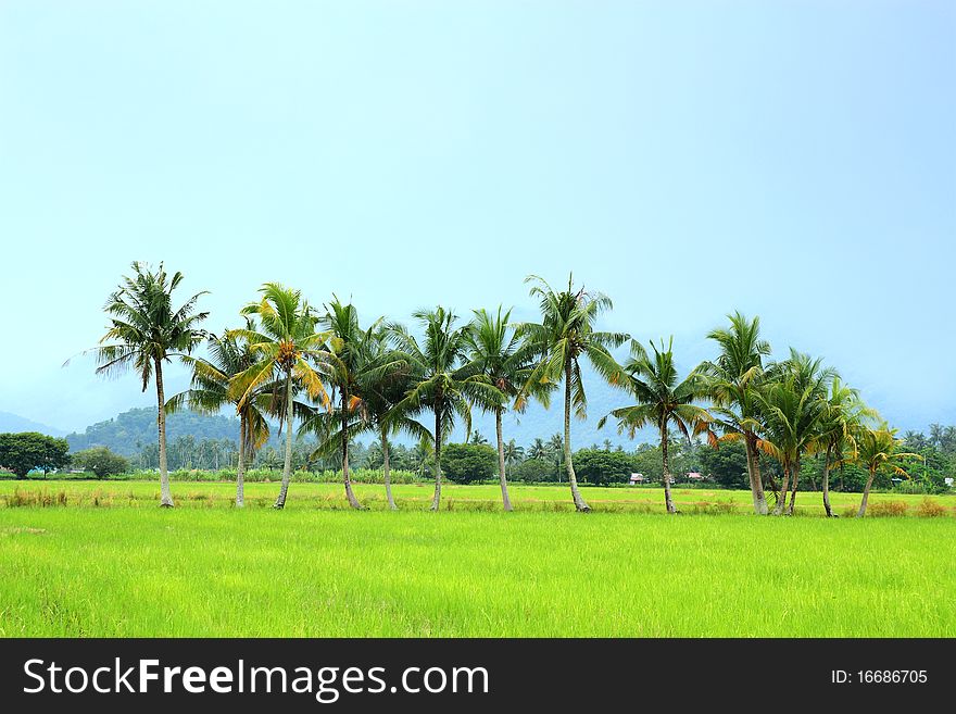 Image of coconut trees at paddy field with clear blue sky. Image of coconut trees at paddy field with clear blue sky