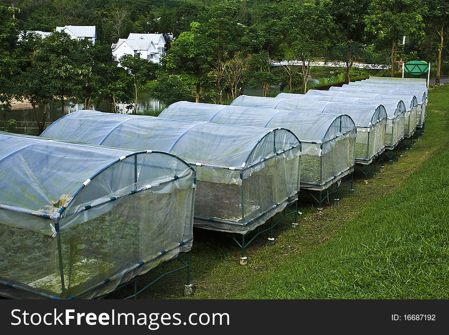 Many house of hydroponic farm in resort