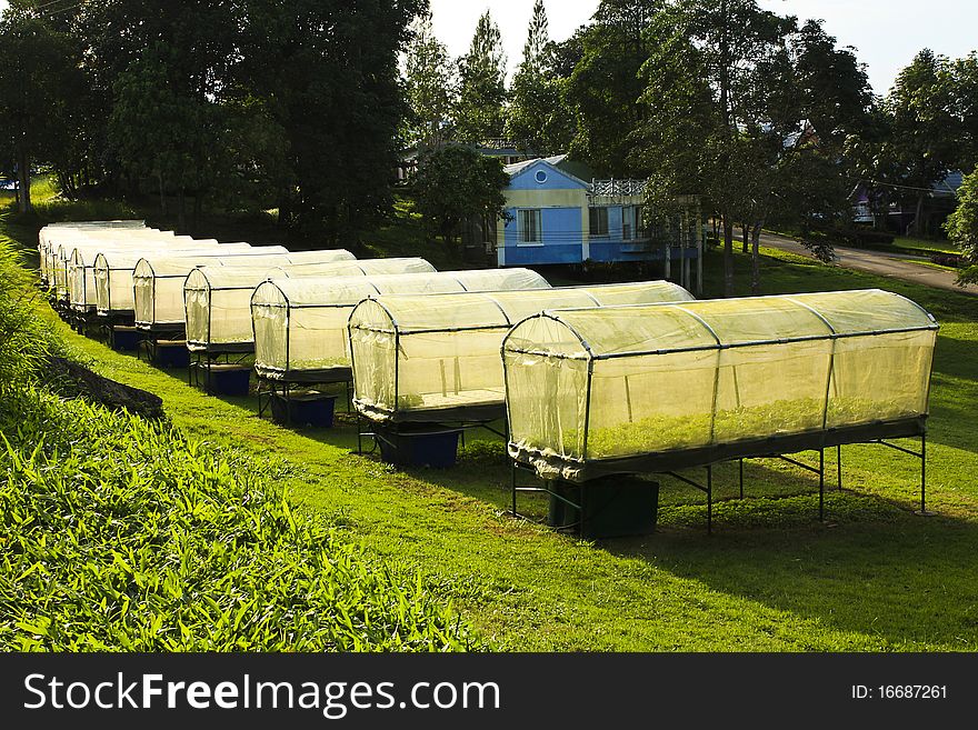 Many house of hydroponic farm in resort,Thailand