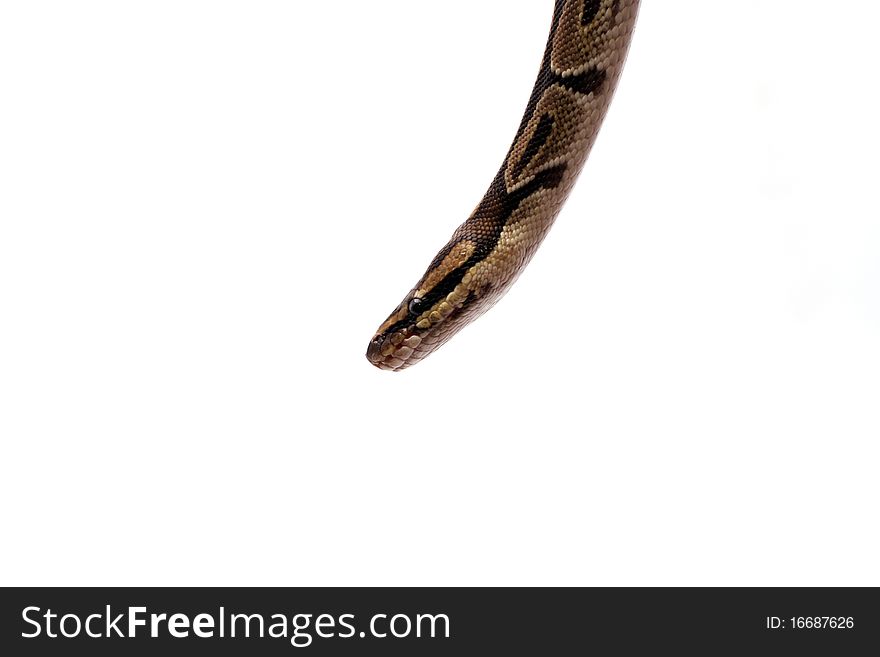 A large ball python snake head dangling from the top of the picture.