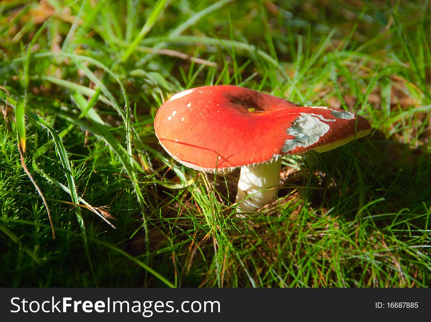 Russule mushroom in a grass