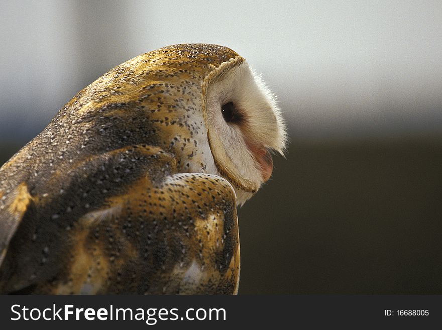 Barn Owl In Profile