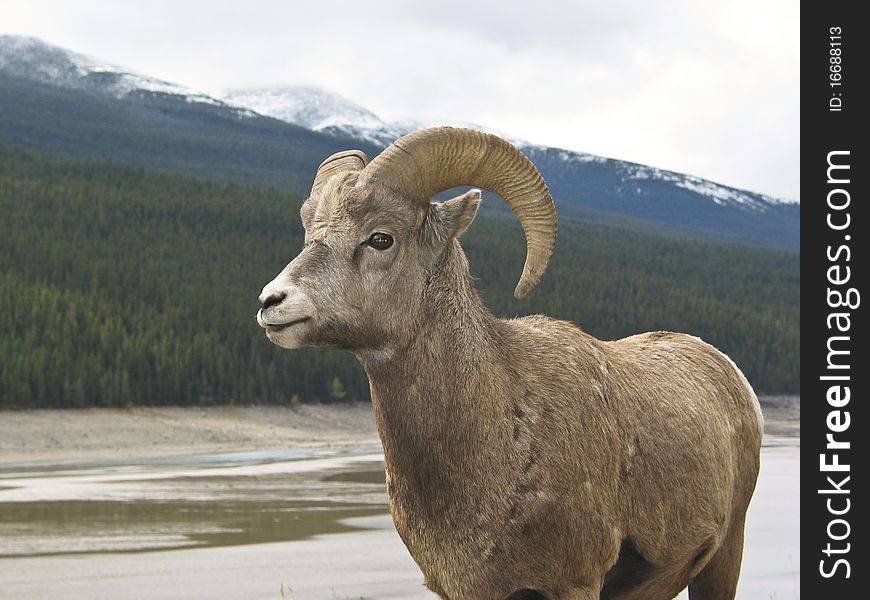 Bighorn Sheep (Ovis Canadensis)