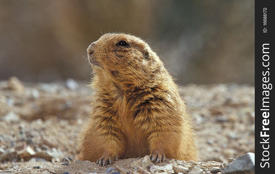 Black-tailed Prairie Dog  (cynomys ludovicianus) observing the world from it's burrow in a Prairie Dog town