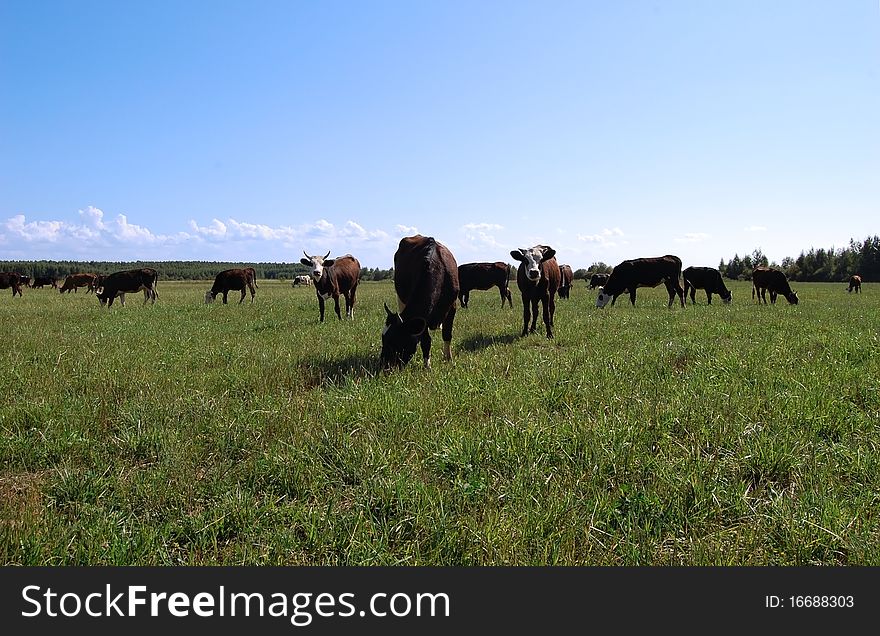 Cows in a green meadow. Cows in a green meadow